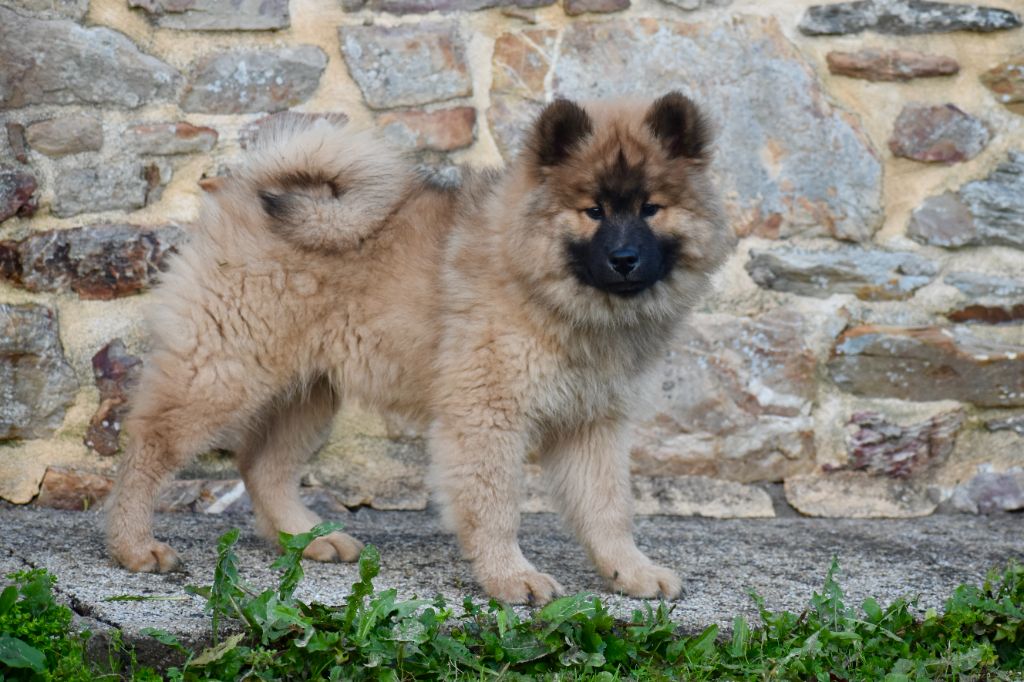 chiot Eurasier Des étoiles d'Hirwazh