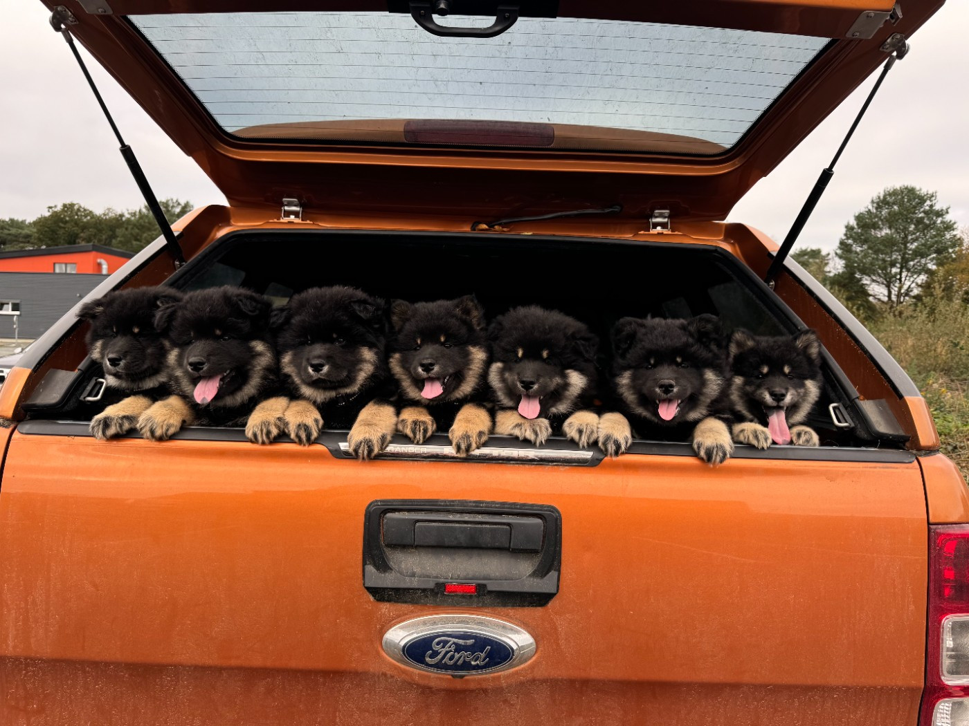 Des étoiles d'Hirwazh - Eurasier - Portée née le 05/09/2024