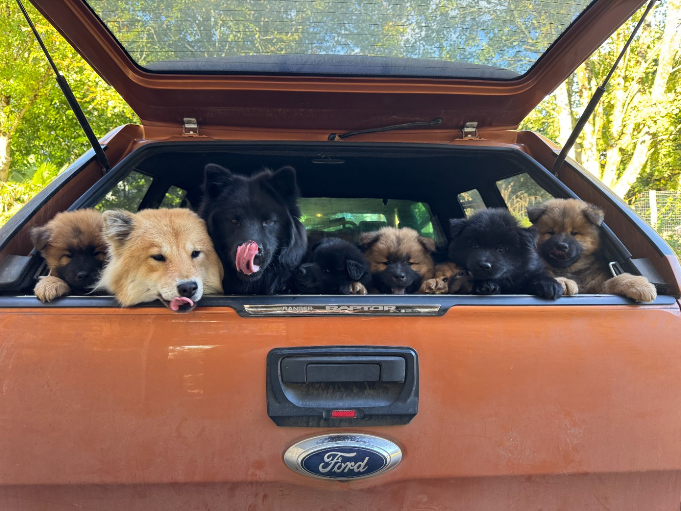 Des étoiles d'Hirwazh - Eurasier - Portée née le 20/08/2025