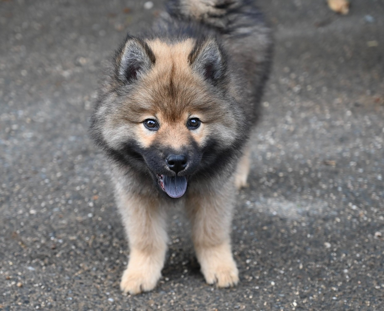 Des étoiles d'Hirwazh - Chiots disponibles - Eurasier