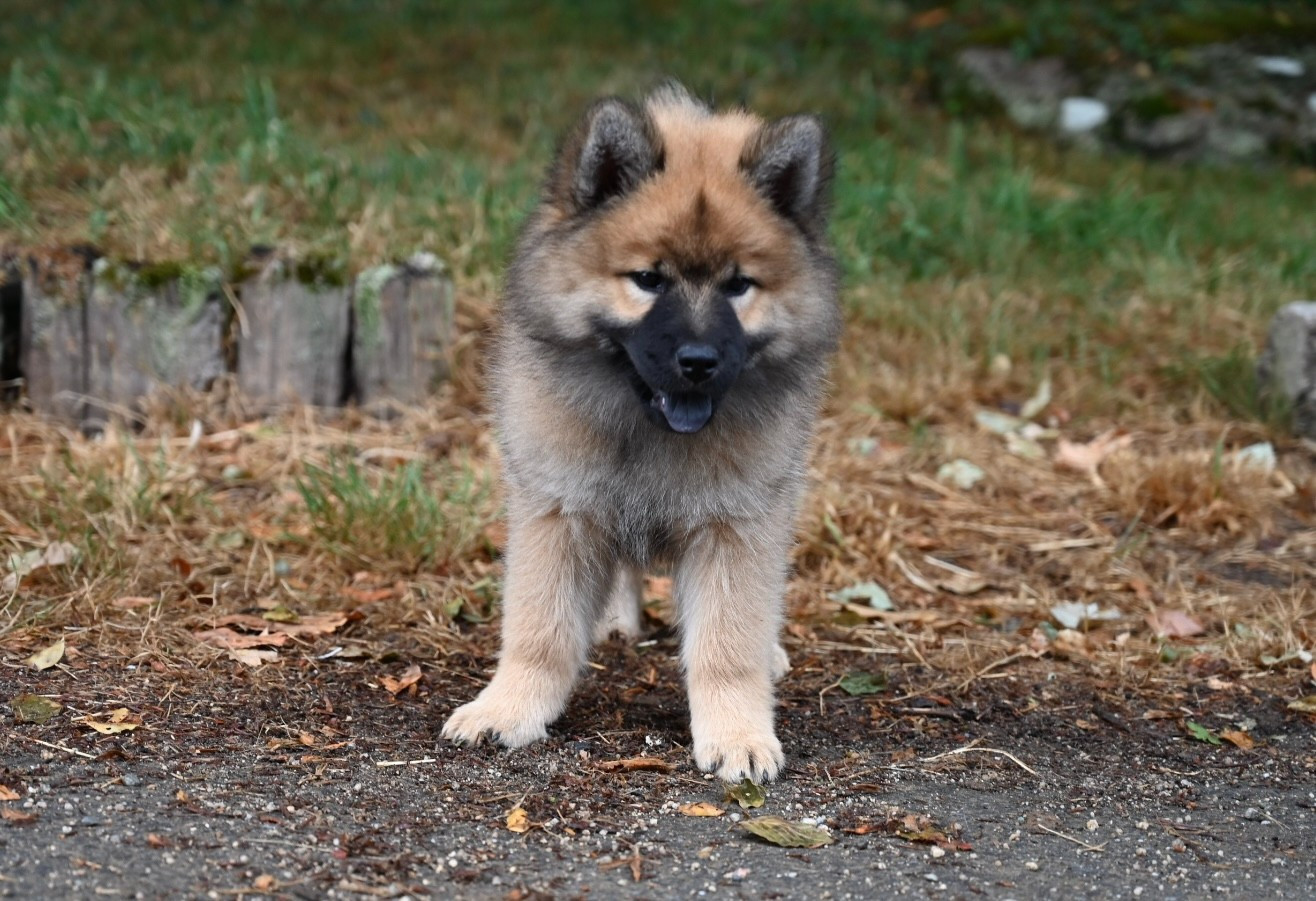 Des étoiles d'Hirwazh - Chiots disponibles - Eurasier