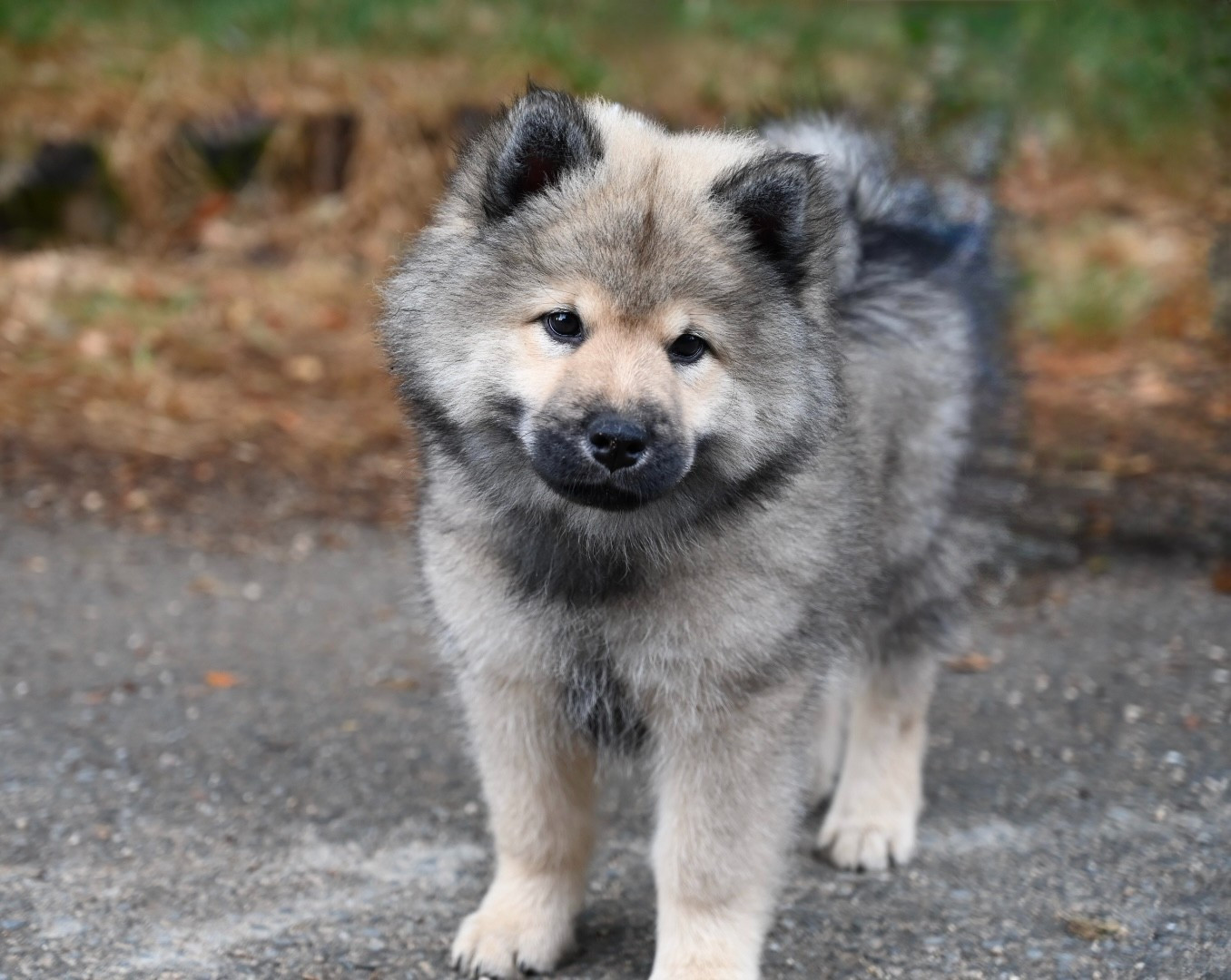 Des étoiles d'Hirwazh - Chiots disponibles - Eurasier