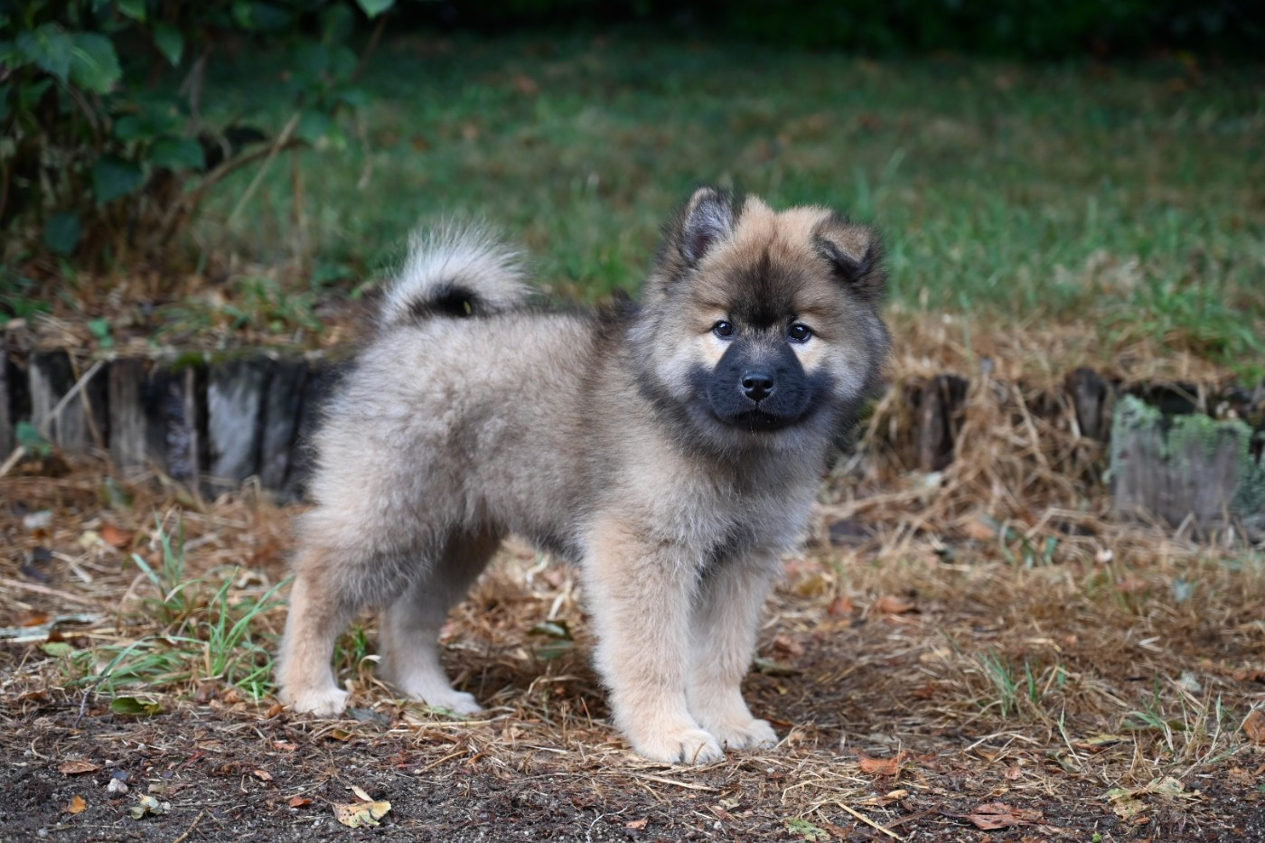 Des étoiles d'Hirwazh - Chiots disponibles - Eurasier