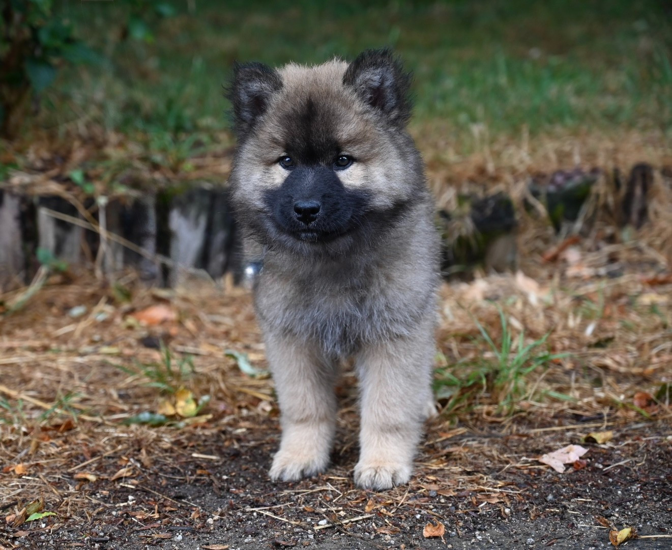 Des étoiles d'Hirwazh - Chiots disponibles - Eurasier