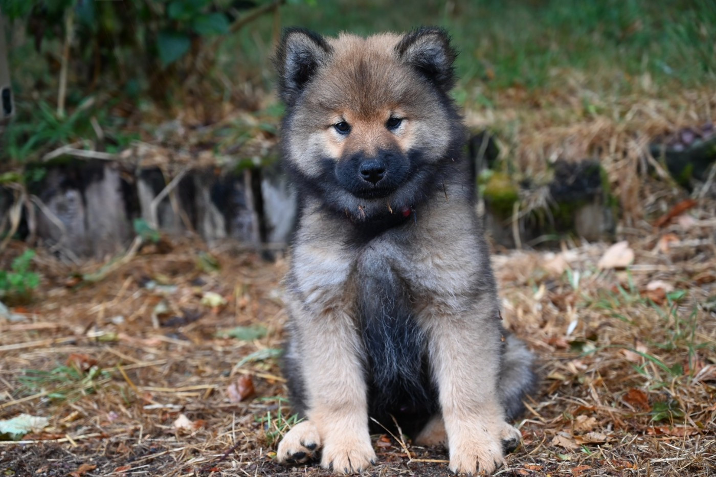 Des étoiles d'Hirwazh - Chiots disponibles - Eurasier