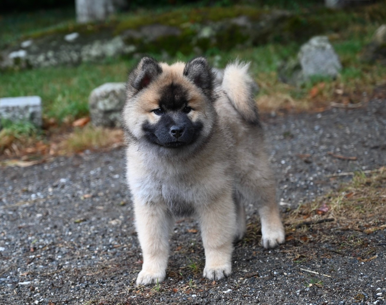 Des étoiles d'Hirwazh - Chiots disponibles - Eurasier