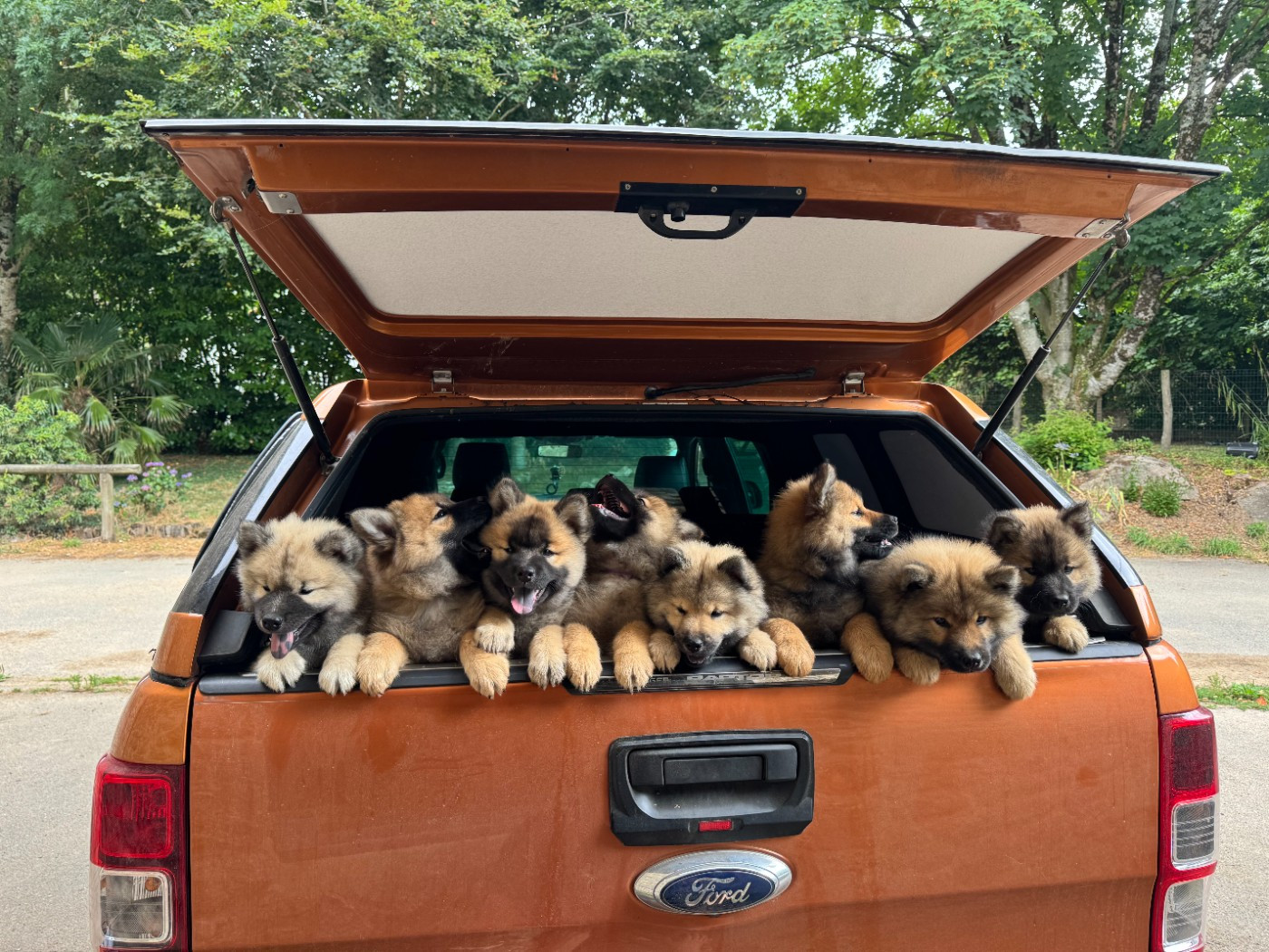 Chiot Eurasier Des étoiles d'Hirwazh