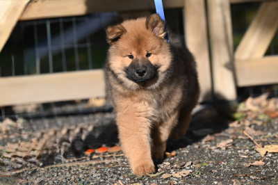 Aelig Athos Aryggy des étoiles d'Hirwazh