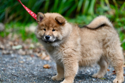 Aelig Alya aryggy des étoiles d'Hirwazh