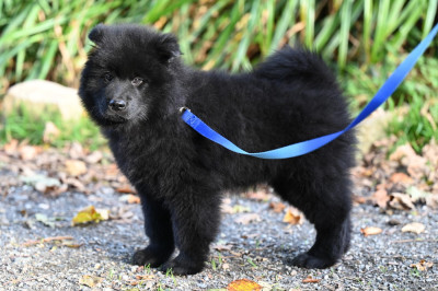 Aelig Auslo Aryggy des étoiles d'Hirwazh