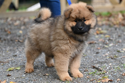 Aelig Auslo Aryggy des étoiles d'Hirwazh