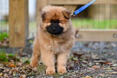 Aelig Aslan Aryggy des étoiles d'Hirwazh