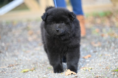 Aelig Archibald Aryggy des étoiles d'Hirwazh