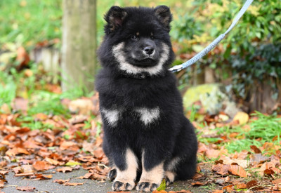 Valgori Eivor des étoiles d'Hirwazh