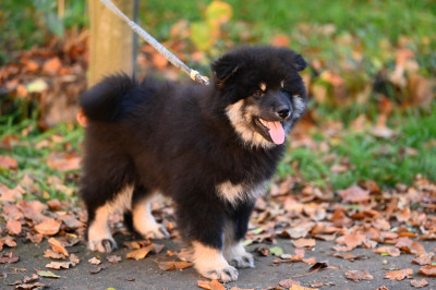 Valgori Vinay des étoiles d'Hirwazh