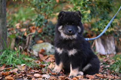 Valgori Silas des étoiles d'Hirwazh