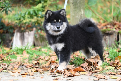 Valgori Pop's des étoiles d'Hirwazh