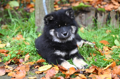 Valgori Ume des étoiles d'Hirwazh