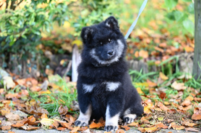 valgori Kody des étoiles d'Hirwazh